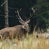 Posledné obzretie...