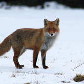 Dnešná privábená ...