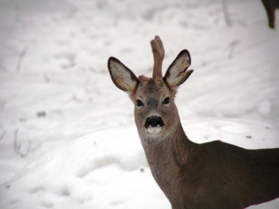 Bojovnik s  jednym parozkom