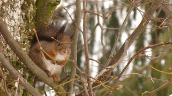 Veverička na lipe (Sciurus vulgaris)
