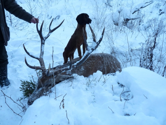 jelen okolo 205 bodov