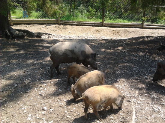 diviačia zver
