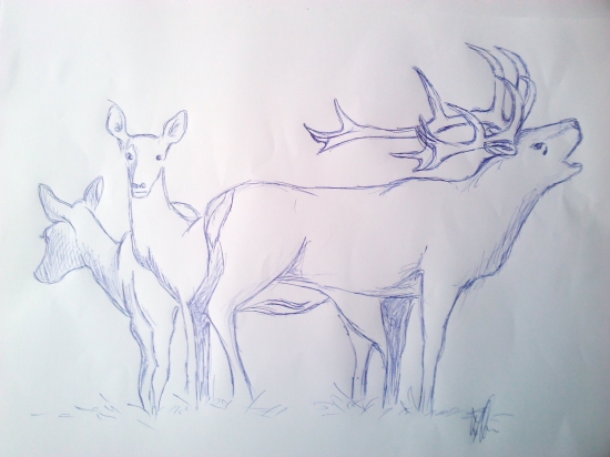 jeleň v ruji - perokresba