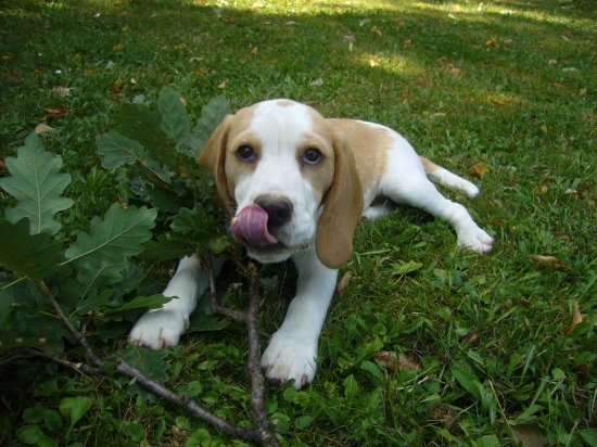 Nas ulovok- vetvicka!