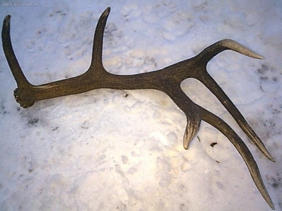 moj prvý v tomto roku 3kg