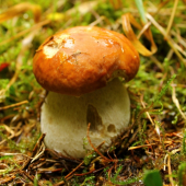 Pekný kúsok.