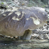gribak