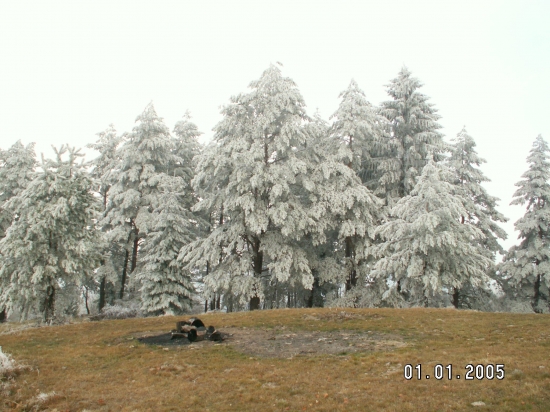 inovat na stromoch