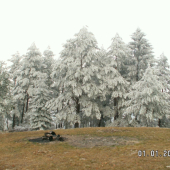 inovat na stromoch