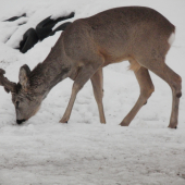 Srnec Rudolf