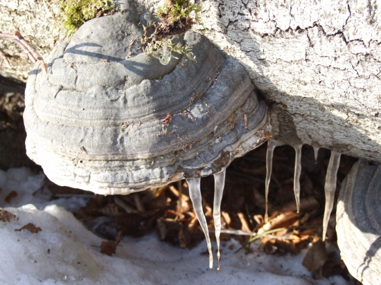 Práchnovec kopytovitý - Fomes fomentarius