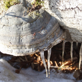 Práchnovec kopytovitý - Fomes fomentarius
