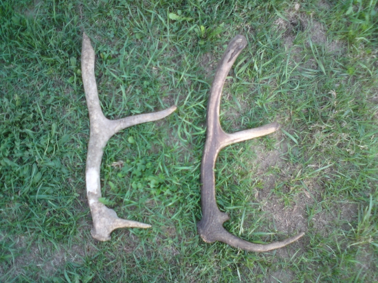 zub času a zuby myší sa na nich vyšantili