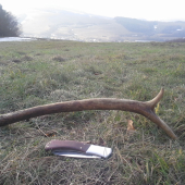 komu sa nelení tomu sa zelení