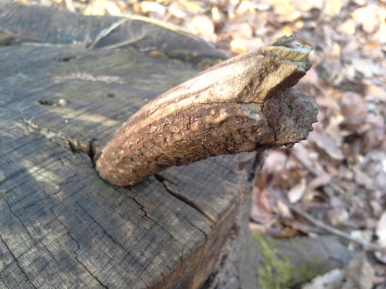 zapichnutý v kmeni...