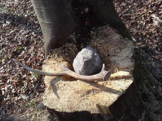 Komu sa nelení tomu sa jelení ...