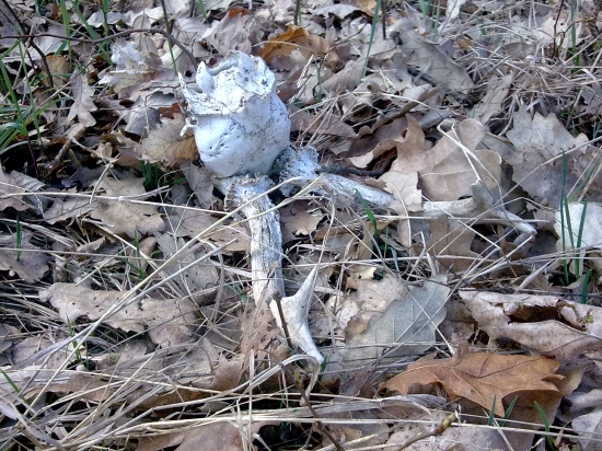 nechal tam celu hlavu...