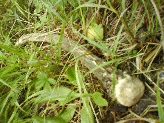 ...špicááák za posedom...