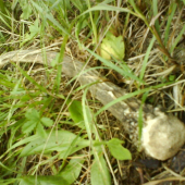 ...špicááák za posedom...