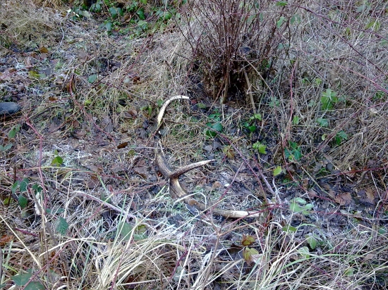 ...včerajší zhodík....