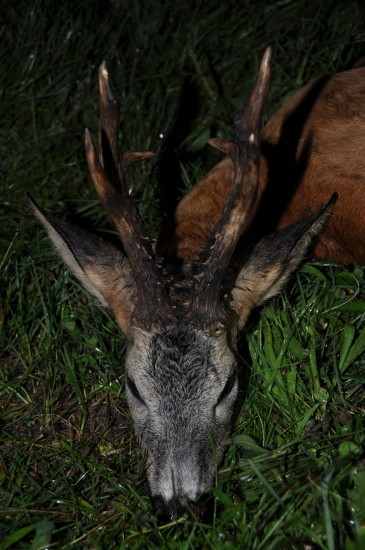 trofej 540g, výška 24 cm