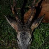 trofej 540g, výška 24 cm
