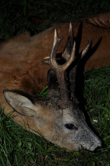 trofej 540g, výška 24 cm