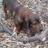 Atos a jeho 12-torák ...