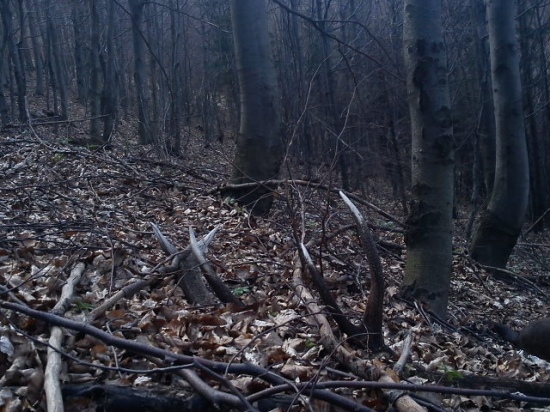 kamaratov,rok si polezal