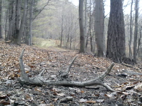 čerstý,vytiahnuti z bahniska