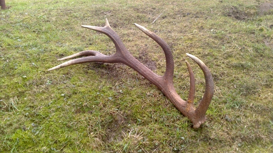 oplatilo sa rano privstat