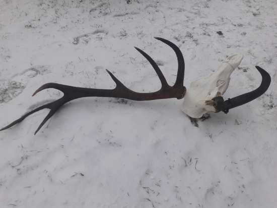 moje cudo jelenomuflon