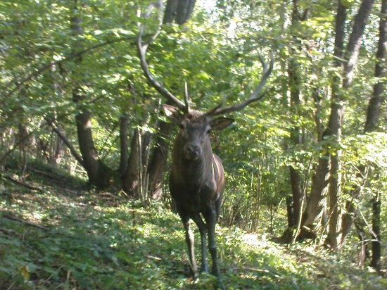 privabeny na štyri metre odo mna mojim ockom.