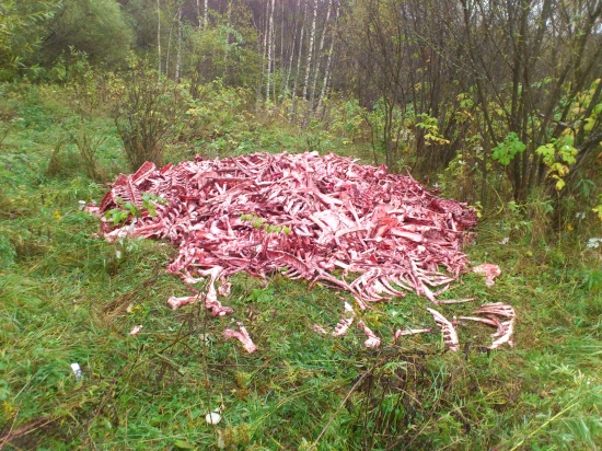 dnešny nalez,okomentujte!