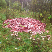 dnešny nalez,okomentujte!