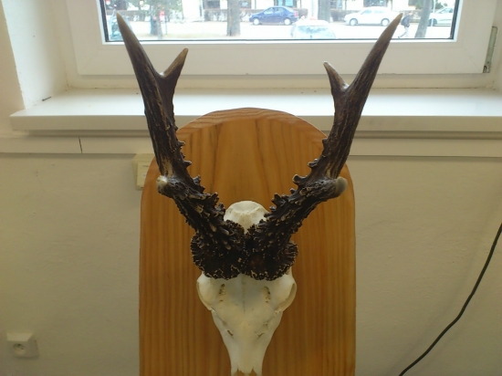 pekny srnec  CHV   KK