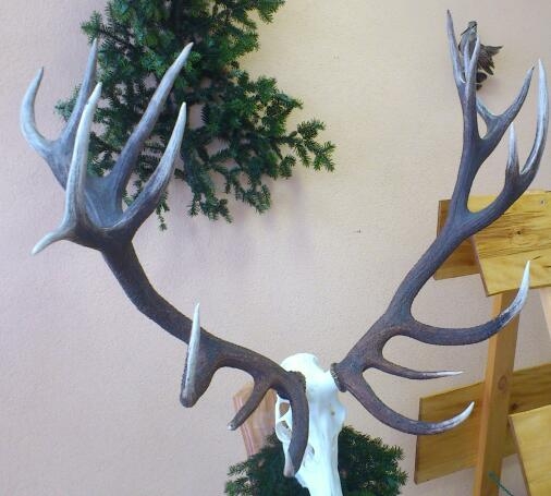 žeby jelen k messiho10 zhodom?