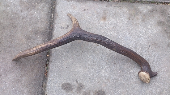 minuloročna raritka