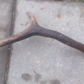 minuloročna raritka