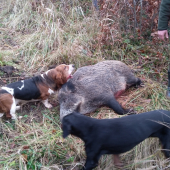 Basset