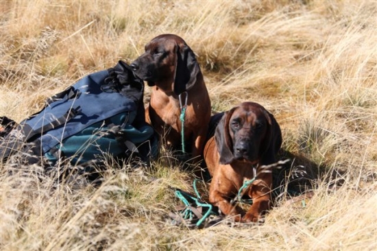 Moje farbiariky Churo a Ajda