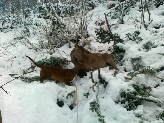 Treska úspešná dohĺadávka