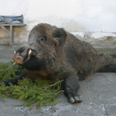 Drobček