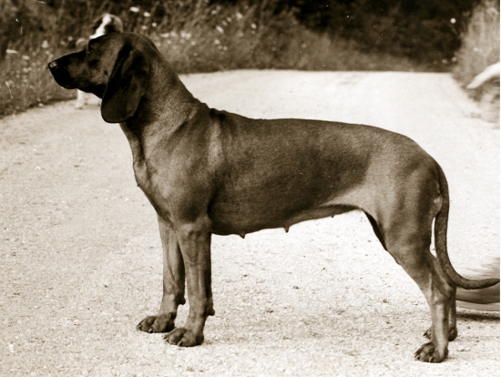 Zakladateľka chovu z Podbrezovej