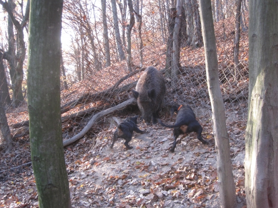 Brixi Pohranická perla