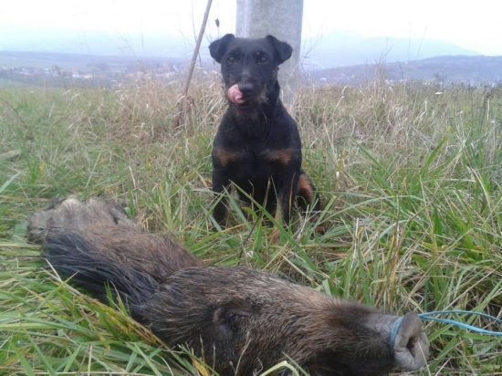 Brixi Pohranická perla