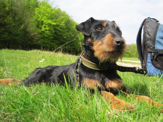 Cherry Pohranická perla