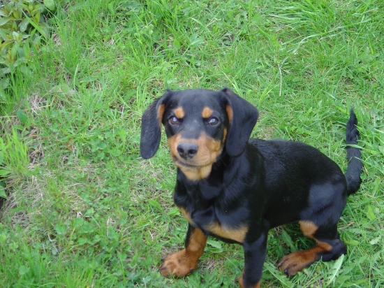 najlepší priateľ človeka