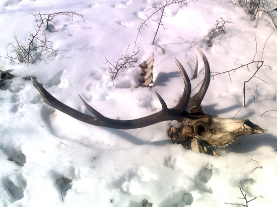 Včerajší úhyn...