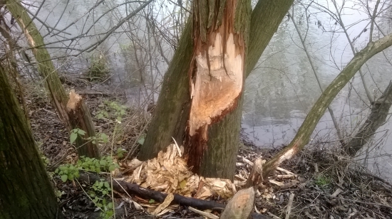 Pobytové znaky bobra na hraničnej rieke ...